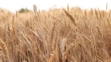 Tarlada yetişen altın buğday kulakları, yakın plan