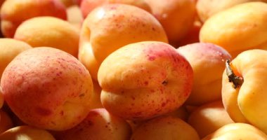 Arka plan olarak taze olgun tatlı kayısılar, yakın plan. Kamera sola hareket ediyor