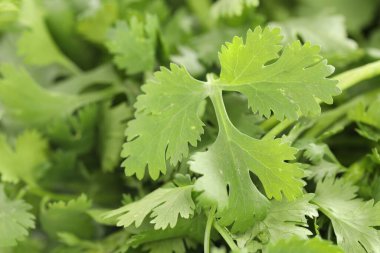 Arka plan olarak taze kişniş yaprakları, makro görünüm