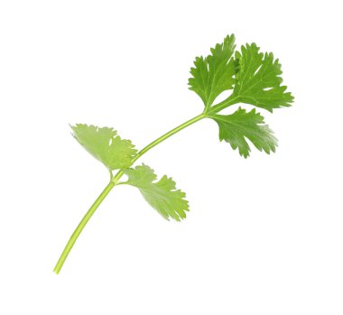 Beyaza izole edilmiş taze kişniş filizi. Aromatik çeşni