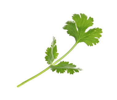 Beyaza izole edilmiş taze kişniş filizi. Aromatik çeşni