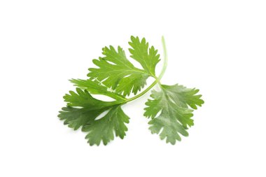 Beyaza izole edilmiş taze kişniş filizi. Aromatik çeşni