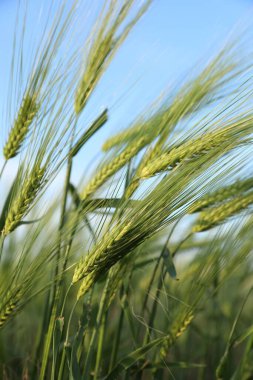 Açık mavi gökyüzünün altında büyüyen buğday çivileri, yakın çekim