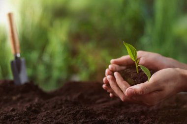 Ağaç dikiyorum. Dışarıda tohum tohumu tutan bir adam, yakın plan. Metin için boşluk