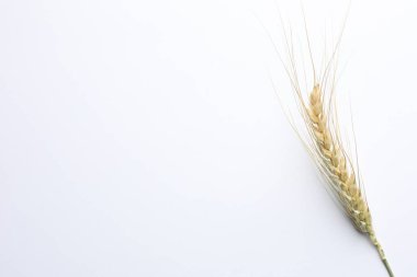 Beyaz arka planda bir buğday çıkıntısı, üst manzara. Metin için boşluk