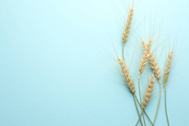 Açık turkuaz arka planda bir sürü buğday çivisi, düz bir zemin. Metin için boşluk