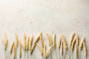 Açık gri masadaki bir sürü buğday çivisi düzdü. Metin için boşluk