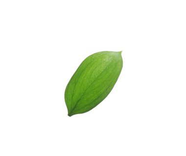One fresh green Ruscus leaf isolated on white
