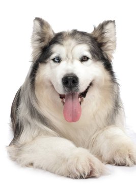 Beyaz arka planda güzel Alaska malamute köpeği