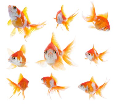 Beyaz arka planda güzel parlak akvaryum balığı, kolaj