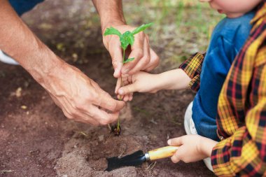 Baba ve oğlu dışarıda toprağa ağaç dikiyorlar, yakın plan.