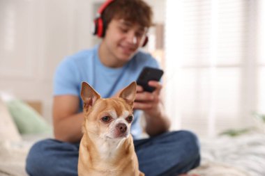 Evde akıllı telefonlu şirin bir köpek ve genç bir çocuk, seçici bir şekilde odaklanmış.