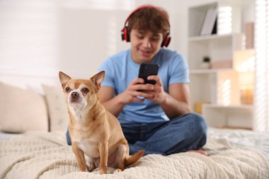 Evde akıllı telefonlu şirin bir köpek ve genç bir çocuk, seçici bir şekilde odaklanmış.