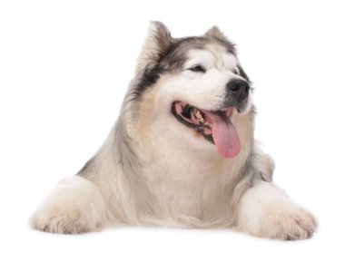 Beyaz arka planda güzel Alaska malamute köpeği