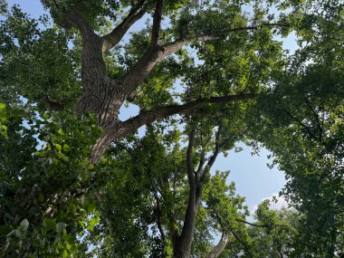 Yeşil yapraklı güzel ağaç, alçak açı manzaralı.