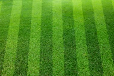 Çizgili taze yeşil çimen, yakın plan.