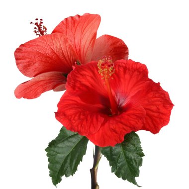 Beyaz arka planda yeşil yapraklı güzel kırmızı amber çiçekleri