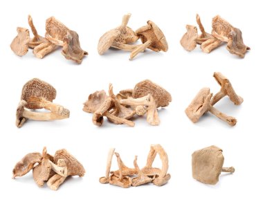 Kurumuş mantarların çoğu beyaz üzerine izole edilmiş.