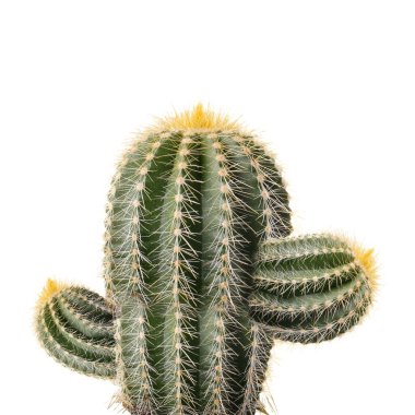 Beyaz zemin üzerinde iğneler olan yeşil kaktüs
