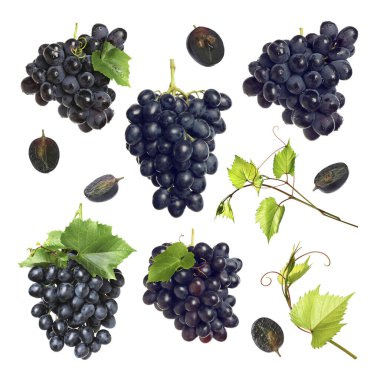 Taze koyu mavi üzümler ve beyaz arka planda yeşil yapraklar, koleksiyon