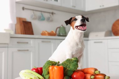 Mutfakta tatlı köpek ve taze sebzeler var. Evcil hayvan maması.