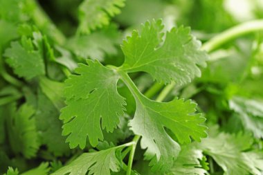 Arka plan olarak taze kişniş yaprakları, makro görünüm