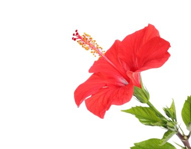 Beyaz yapraklı güzel kırmızı amber çiçeği.