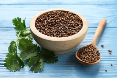 Kişniş tohumları ve taze kişniş açık mavi ahşap masa, yakın plan.