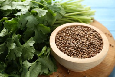 Açık mavi masada kişniş tohumları ve taze kişniş, yakın plan.