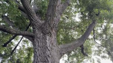 Yeşil yapraklı güzel bir taç, alçak açılı bir manzara. Kamera yukarı hareket ediyor