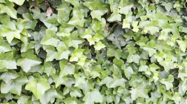 Arka planda yeşil yapraklı güzel, gür sarmaşık, yakın plan. Kamera açılıyor.