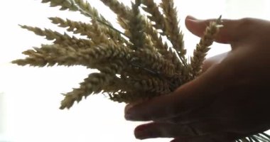 Beyaz arka planda buğday dikenli kadın, yakın plan.