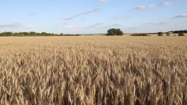Olgunlaşan buğday dallarıyla güzel bir tarla manzarası