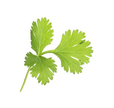 Beyaza izole edilmiş taze kişniş filizi. Aromatik çeşni