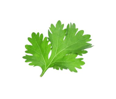 Beyaz üzerine izole edilmiş aromatik kişniş yaprağı.