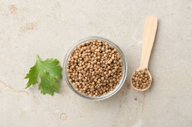 Kase içinde kişniş tohumları, kaşık ve taze kişniş yaprağı renkli masa, düz yatıyordu.