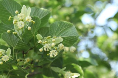 Yaprakları ve çiçekleri olan ıhlamur ağacı dalları, yakın plan. Metin için boşluk