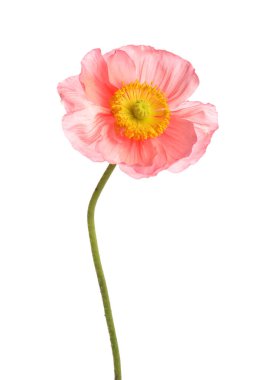 Güzel bir gelincik çiçeği beyazda izole edilmiş