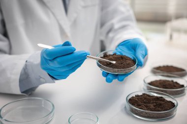 Bilim adamı, laboratuardaki beyaz masada araştırma yapmak için toprak örneği alıyor.