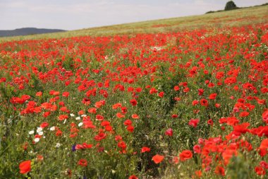 Açık arazide bir sürü gelincik çiçeği yetişiyor.