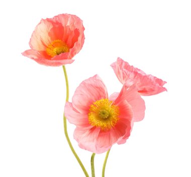 Üç güzel gelincik çiçeği beyazda izole edilmiş