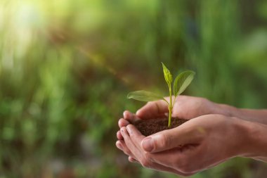 Ağaç dikiyorum. Dışarıda tohum tohumu tutan bir adam, yakın plan. Metin için boşluk