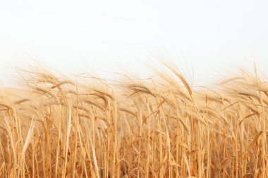 Olgunlaşan buğday dallarıyla güzel bir tarla manzarası