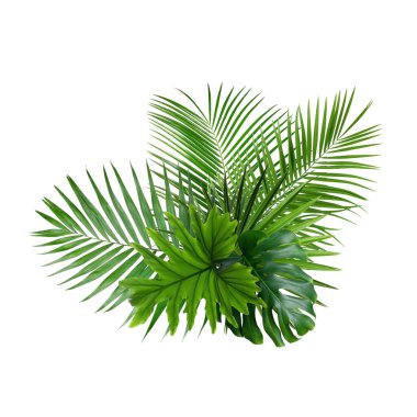 Beyaz arka planda farklı bitkilerin parlak tropikal yaprakları