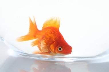 Akvaryumda yüzen altın balıklar, beyaz zemin üzerinde temiz su, yakın çekim