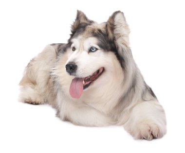 Beyaz arka planda güzel Alaska malamute köpeği
