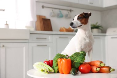 Mutfaktaki masada tatlı köpek ve taze sebzeler, mesaj için yer var. Evcil hayvan maması.