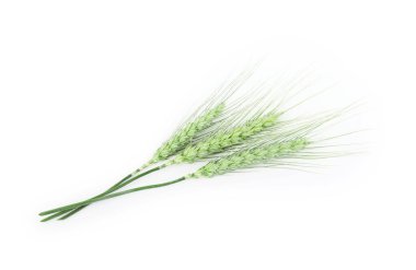 Birçok yeşil buğday başakları beyaz, üst görünümde izole