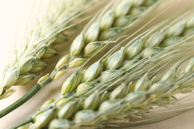 Bej arka planda birçok yeşil buğday sivri uçlu, yakın plan