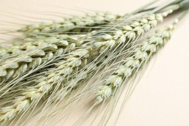 Bej arka planda birçok yeşil buğday sivri uçlu, yakın plan